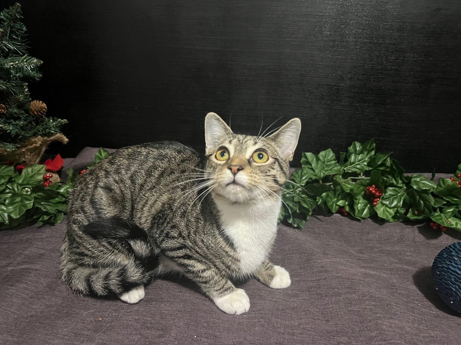 Lena, Adoptable, Young Female Tabby & Domestic Short Hair.