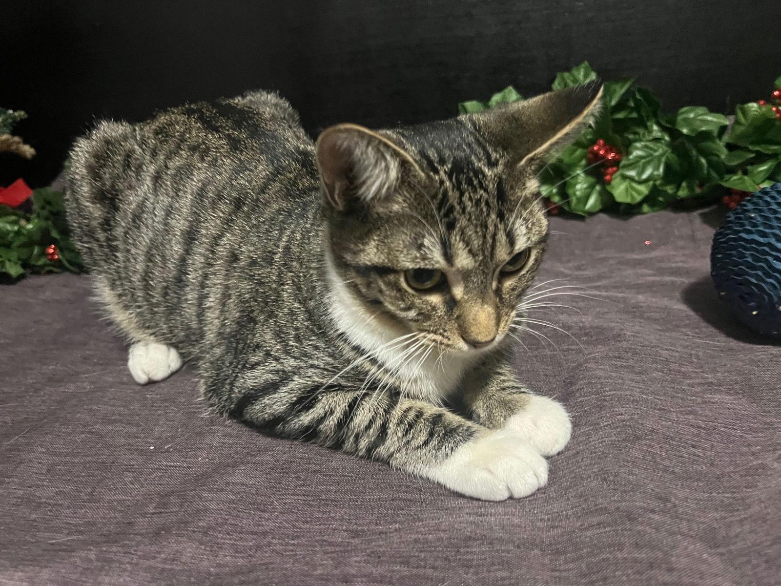 Lena, a Adoptable mixed breed in Fayetteville, GA image 2/3