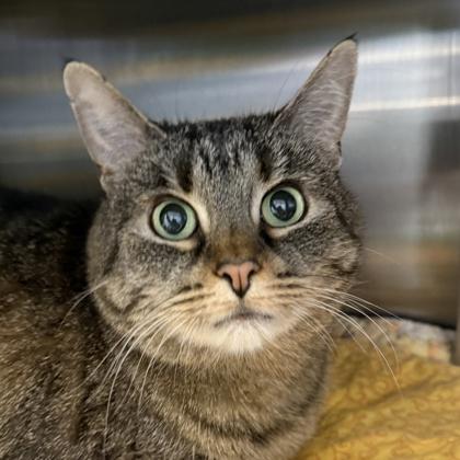 Photo of Adult Female Domestic Short Hair Tabby (Brown / Chocolate), White