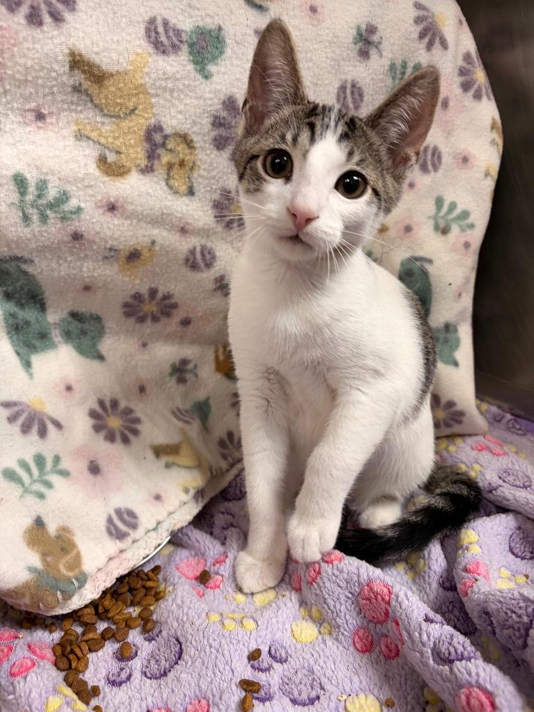 Enlarge Gomez, a Adoptable mixed breed in Detroit, MI image 1/3