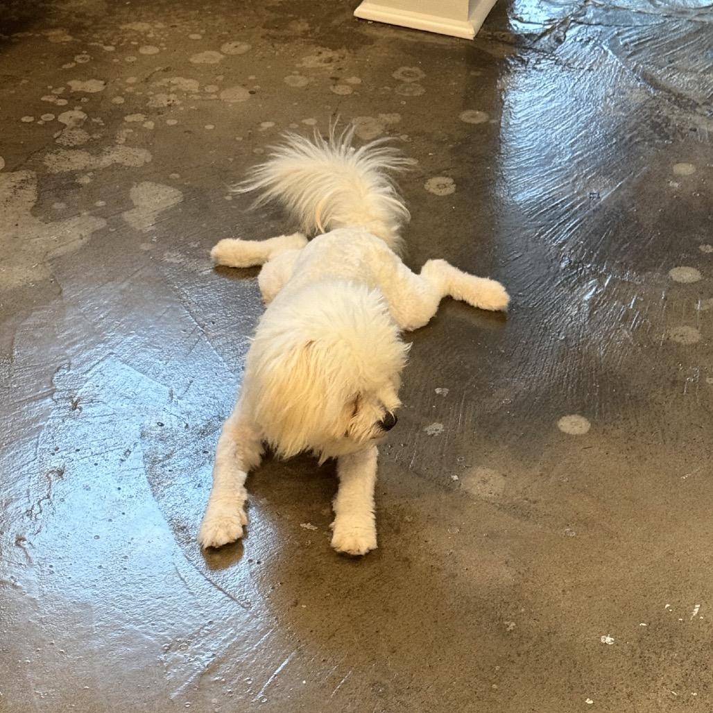 Enlarge Toby, a Adoptable Coton de Tulear in Baton Rouge, LA image 1/2