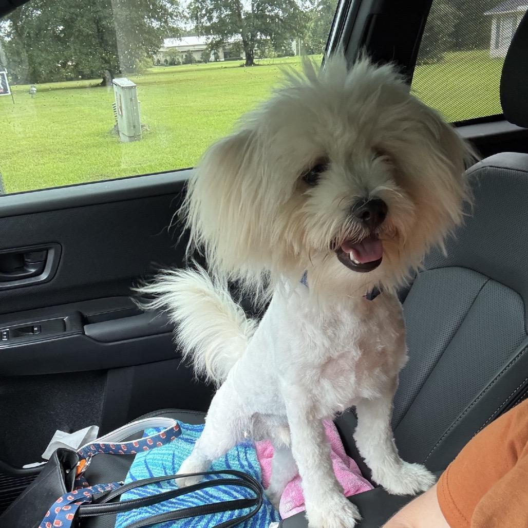 Enlarge Toby, a Adoptable Coton de Tulear in Baton Rouge, LA image 2/2