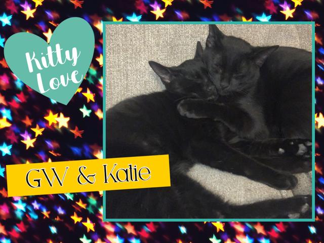 Enlarge GW & Katie, a ADOPTABLE Domestic Short Hair in Kearney, NE image 1/2