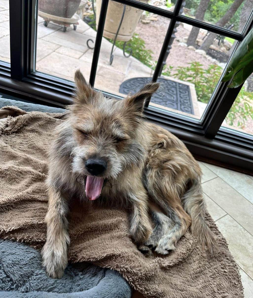 Enlarge Maxie, a Adoptable mixed breed in Pflugerville, TX image 1/4