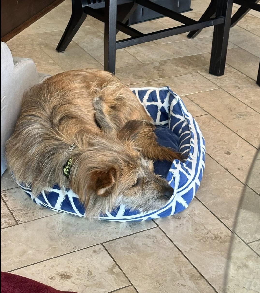 Enlarge Maxie, a Adoptable mixed breed in Pflugerville, TX image 2/4