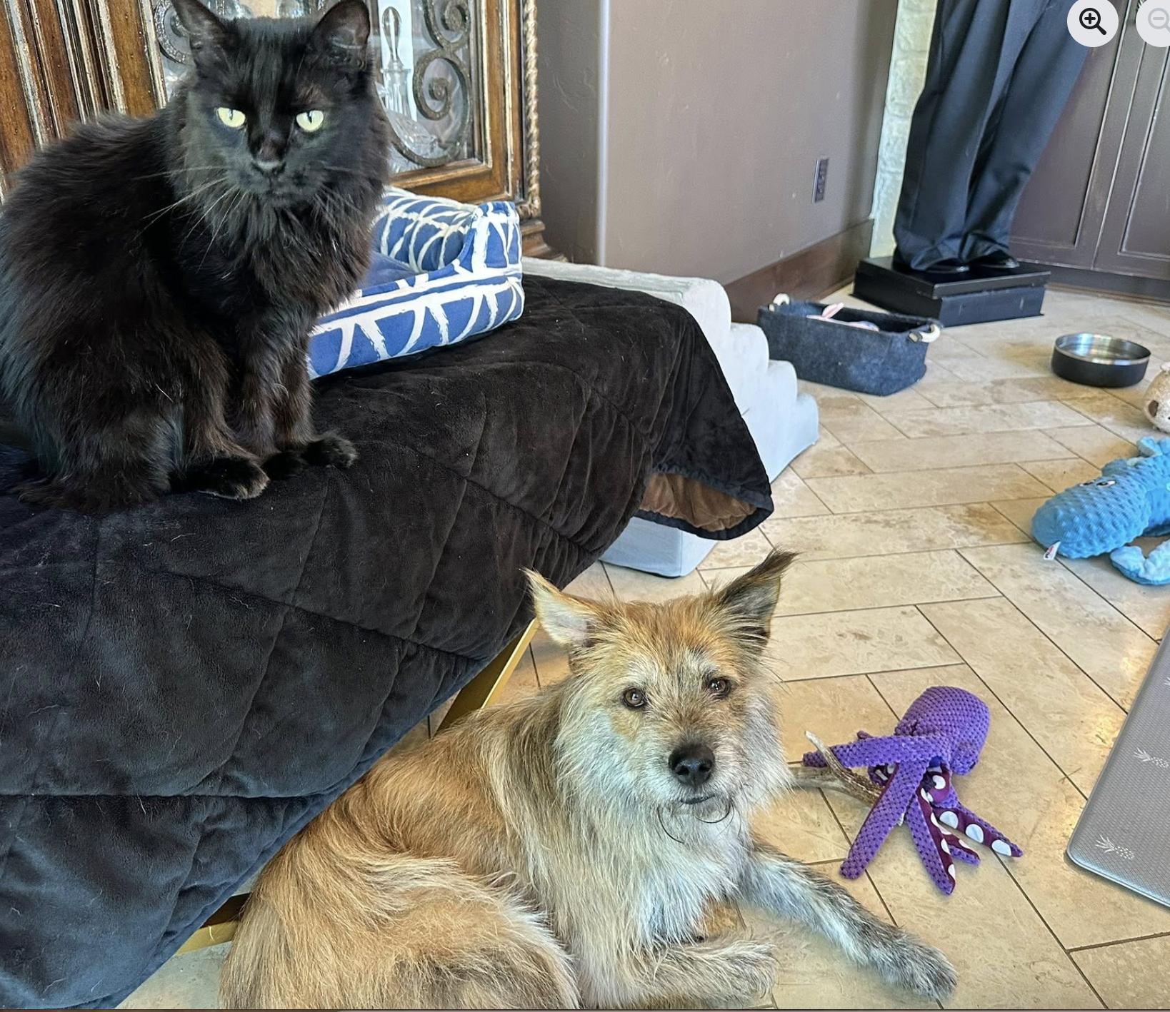 Enlarge Maxie, a Adoptable mixed breed in Pflugerville, TX image 3/4