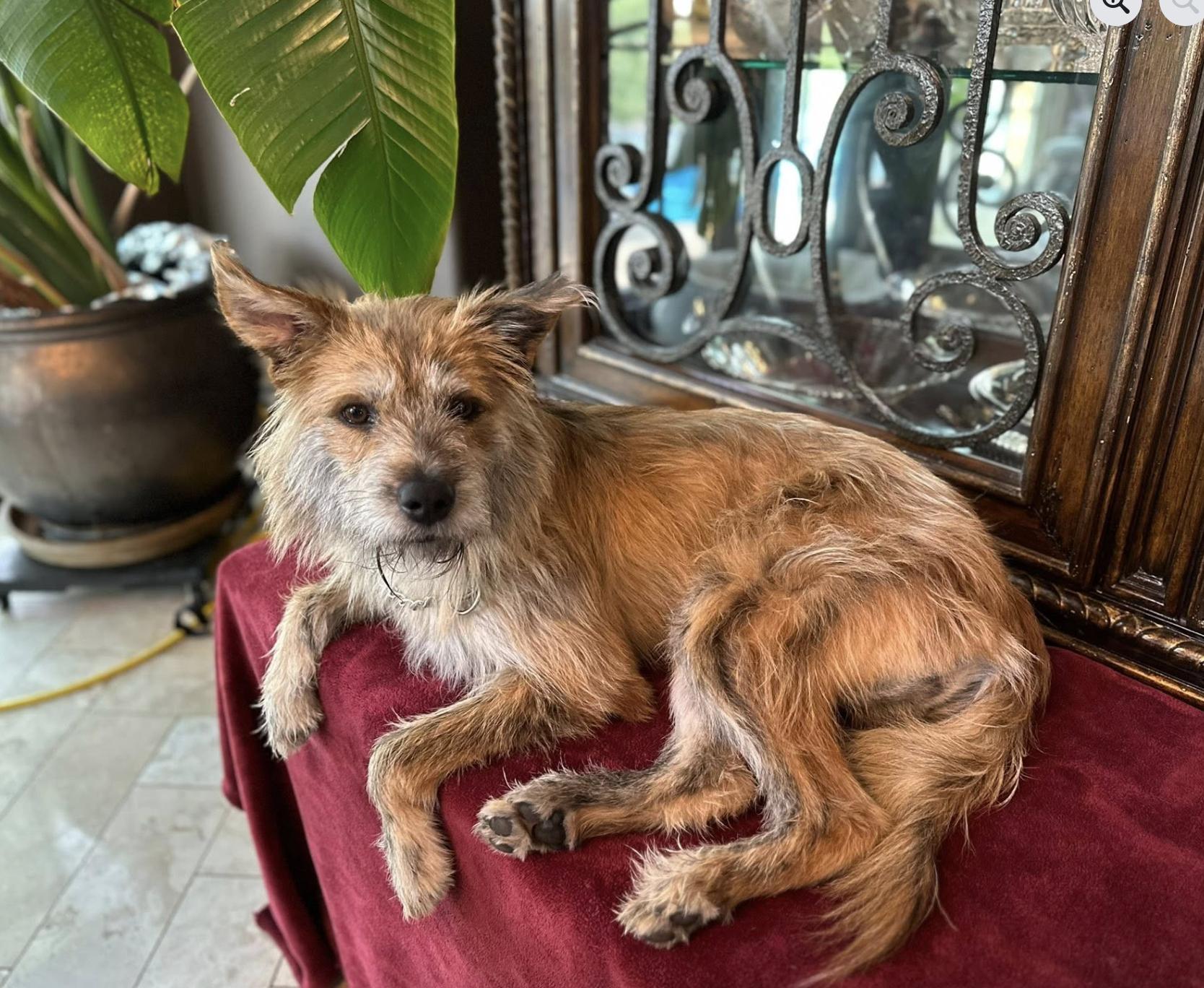 Enlarge Maxie, a Adoptable mixed breed in Pflugerville, TX image 4/4