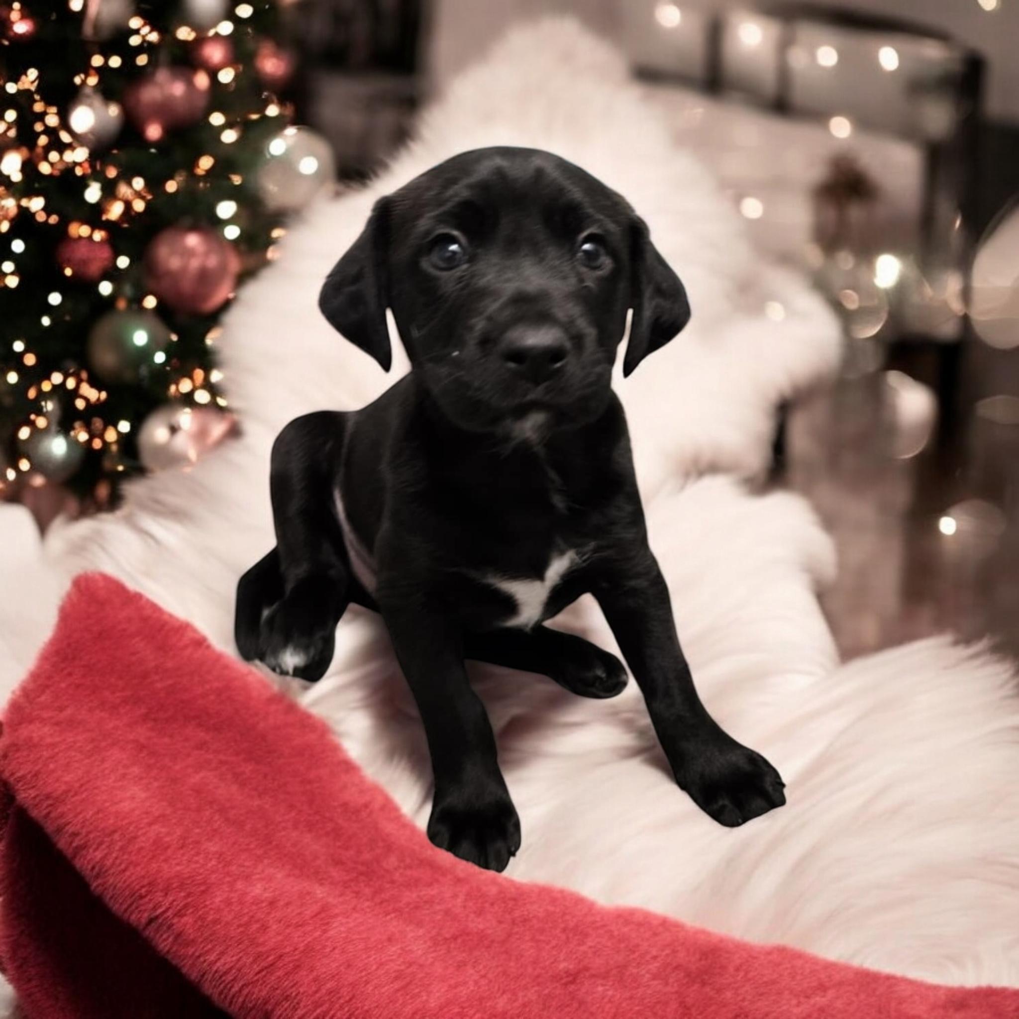 Mistletoe, Adopted, Puppy Female Black Labrador Retriever & Shepherd.