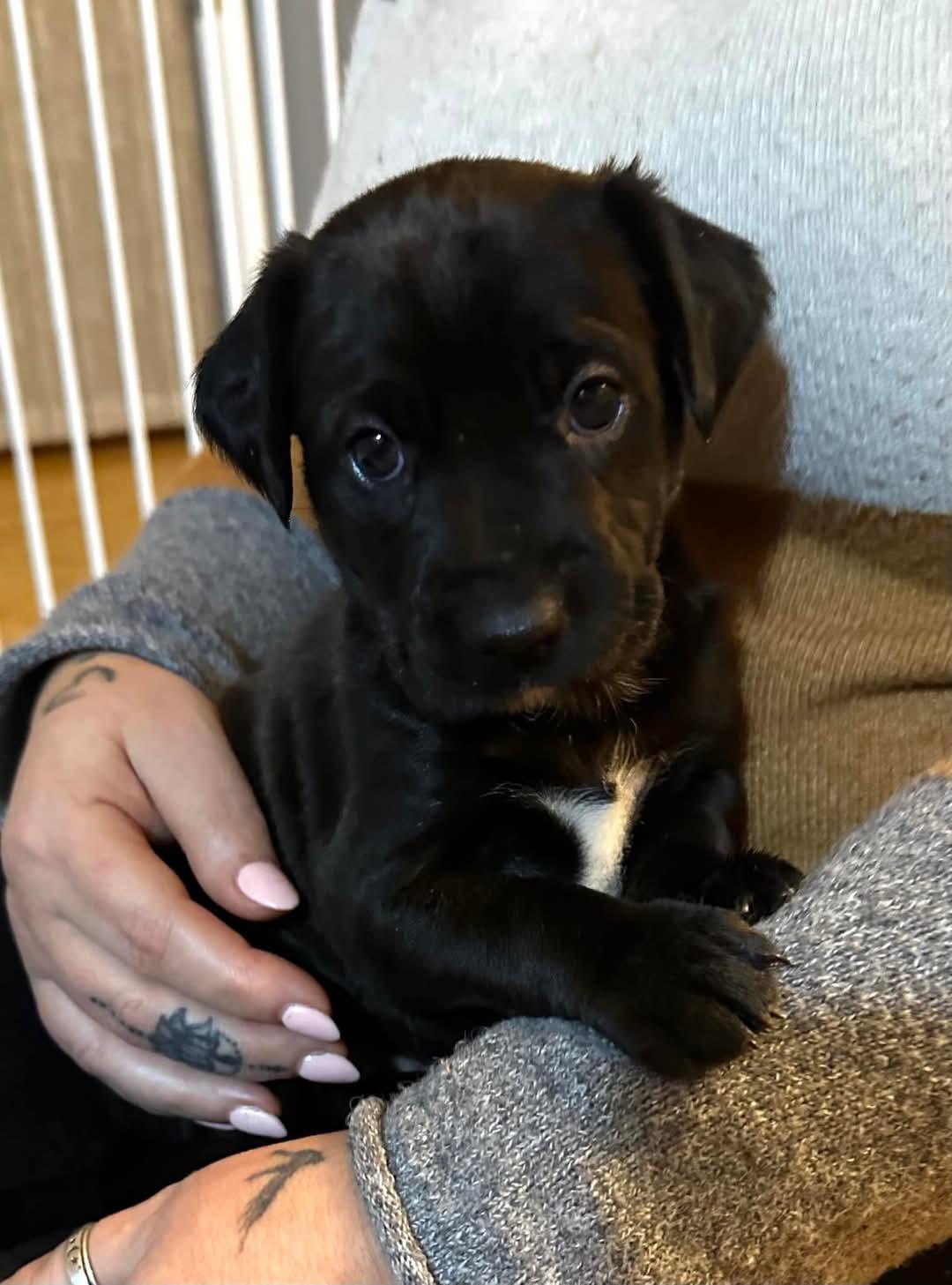 Enlarge Mistletoe, a Adopted mixed breed in Twin lakes, WI image 2/2