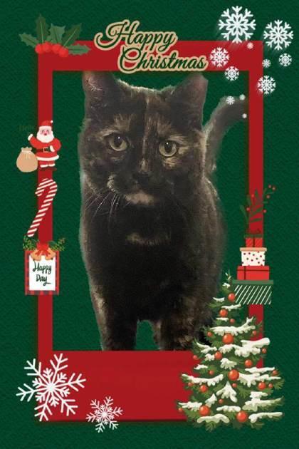 Matilda, a Adoptable Domestic Short Hair in Anderson, IN image 1/2