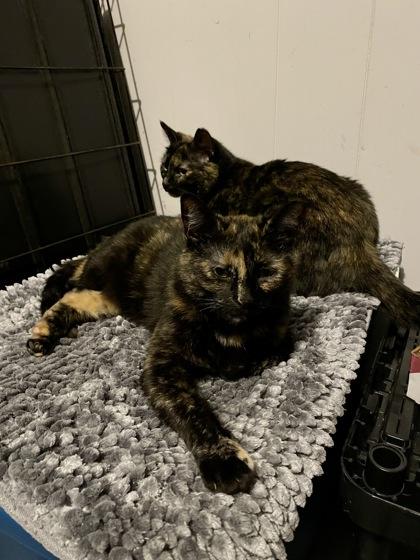 Matilda — thumbnail 2