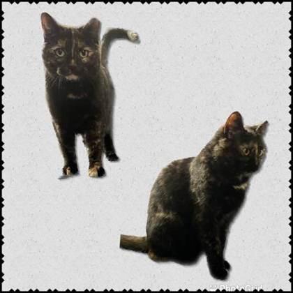 Enlarge Matilda, a Adoptable Domestic Short Hair in Anderson, IN image 3/3