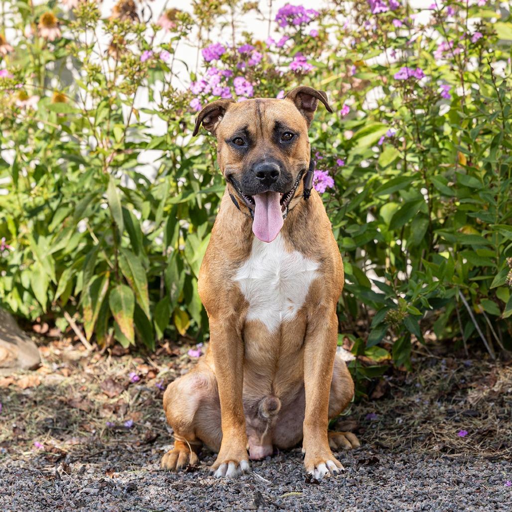 Buckley, a Adoptable mixed breed in Council Bluffs, IA image 1/4