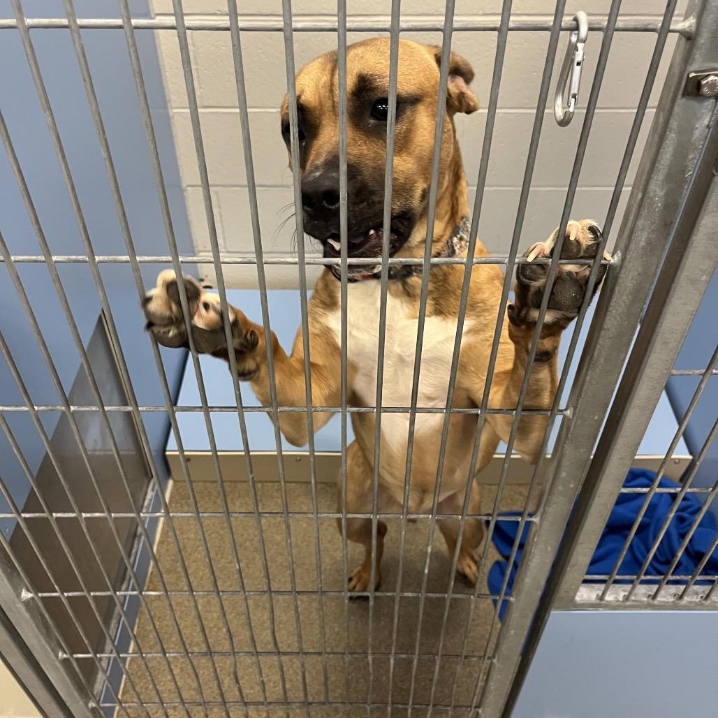 Buckley, a Adoptable mixed breed in Council Bluffs, IA image 3/4