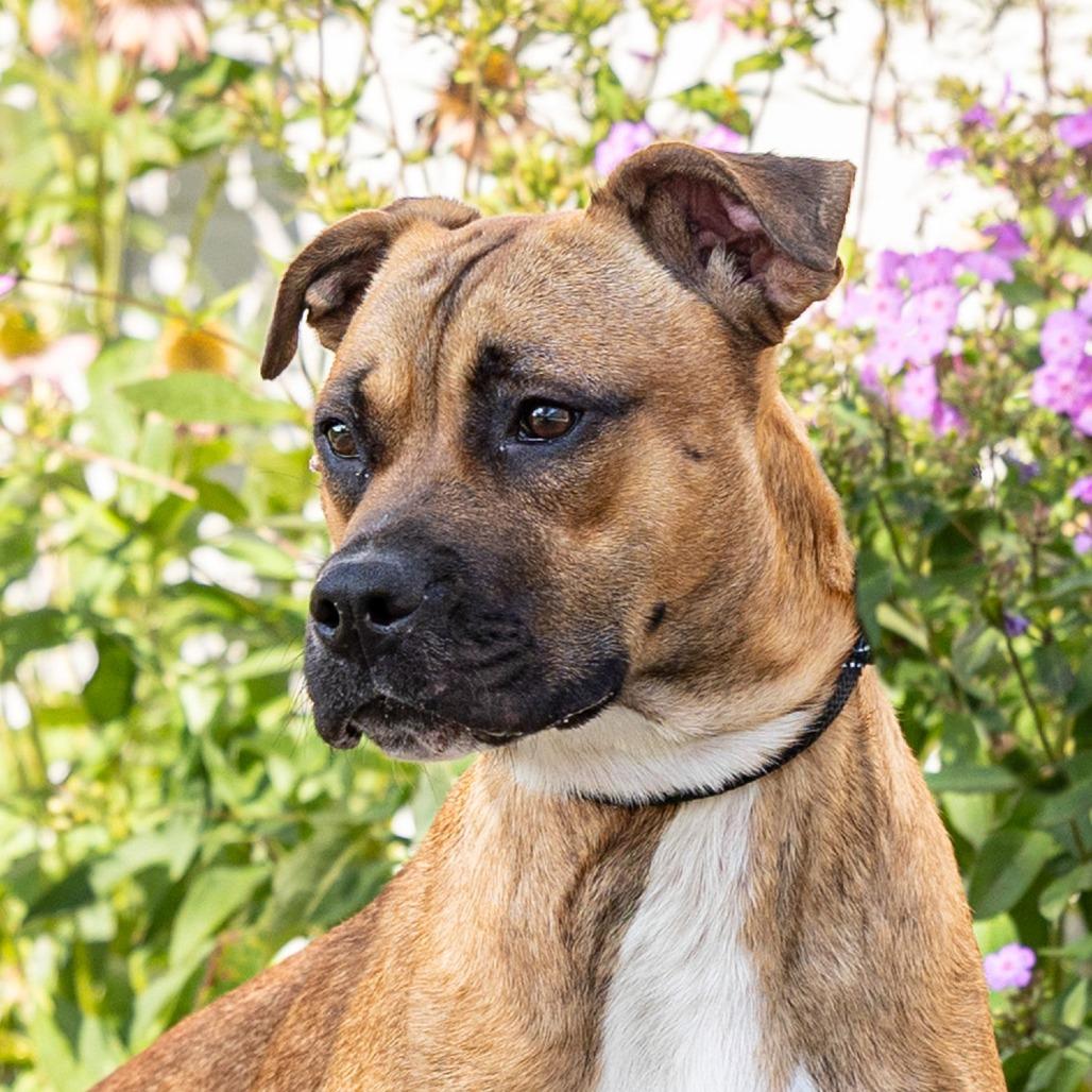 Buckley, a Adoptable mixed breed in Council Bluffs, IA image 4/4