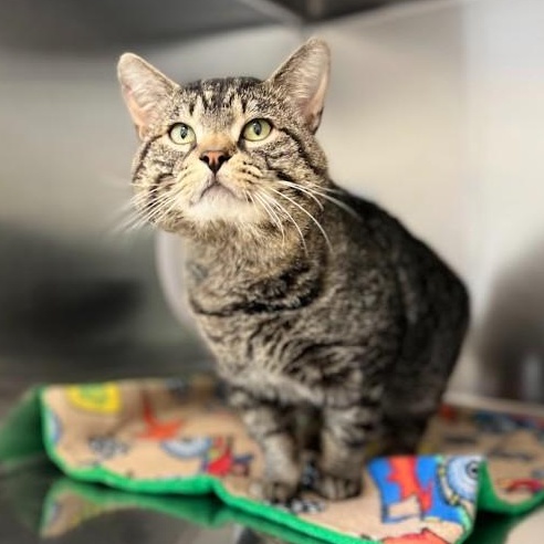 Hercules, an adoptable American Shorthair in St Stephen, NB, E3L 2X2 | Photo Image 2