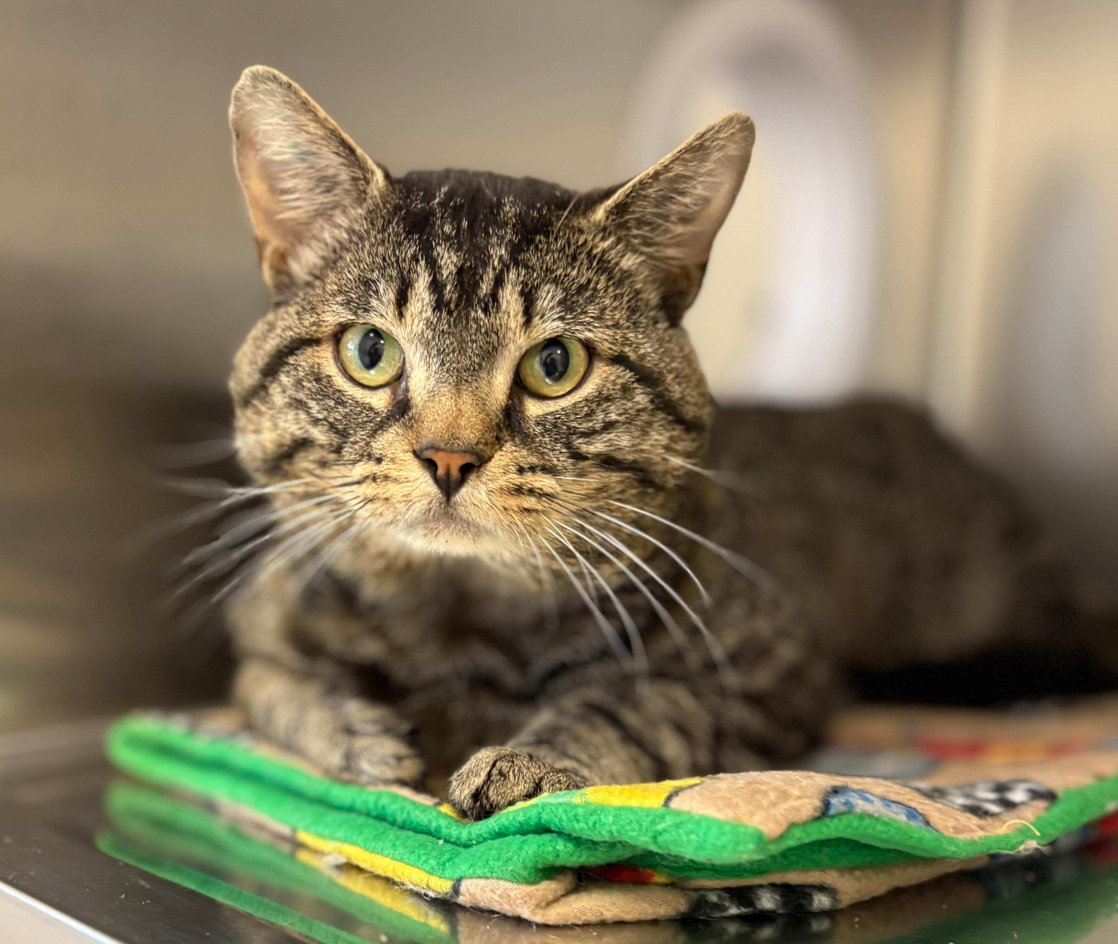 Hercules, an adoptable American Shorthair in St Stephen, NB, E3L 2X2 | Photo Image 1