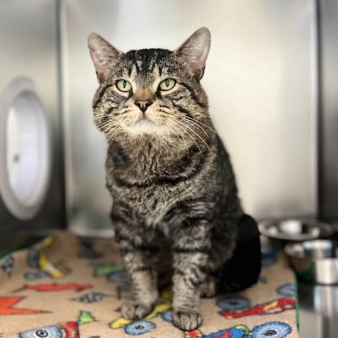 Hercules, an adoptable American Shorthair in St Stephen, NB, E3L 2X2 | Photo Image 4