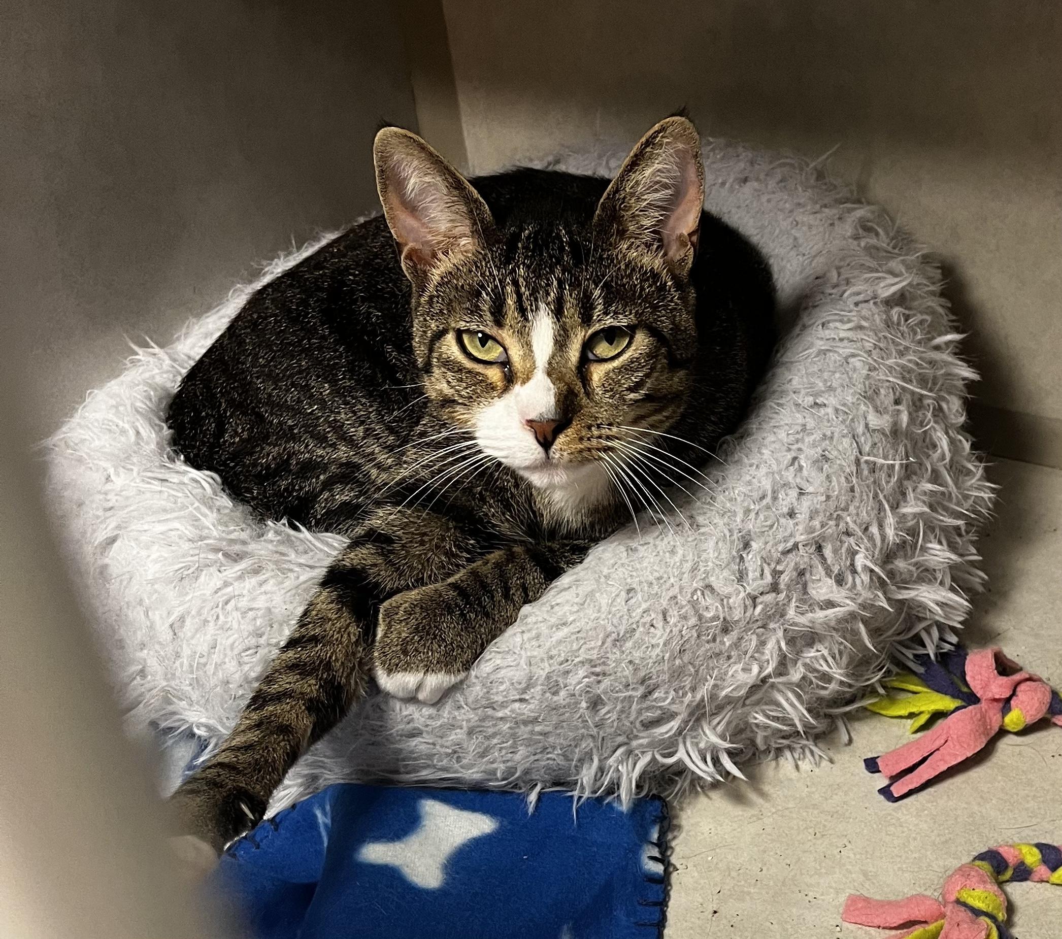 Patrick, an adoptable Domestic Short Hair in Eglin AFB, FL, 32542 | Photo Image 1