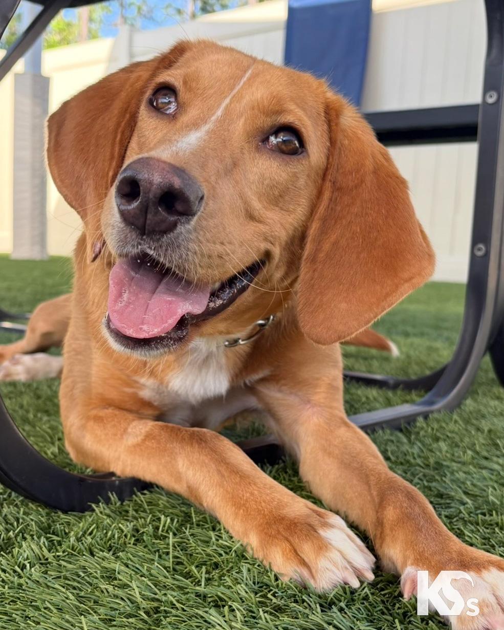 Mouse, Adoptable, Young Male Beagle & English Foxhound.
