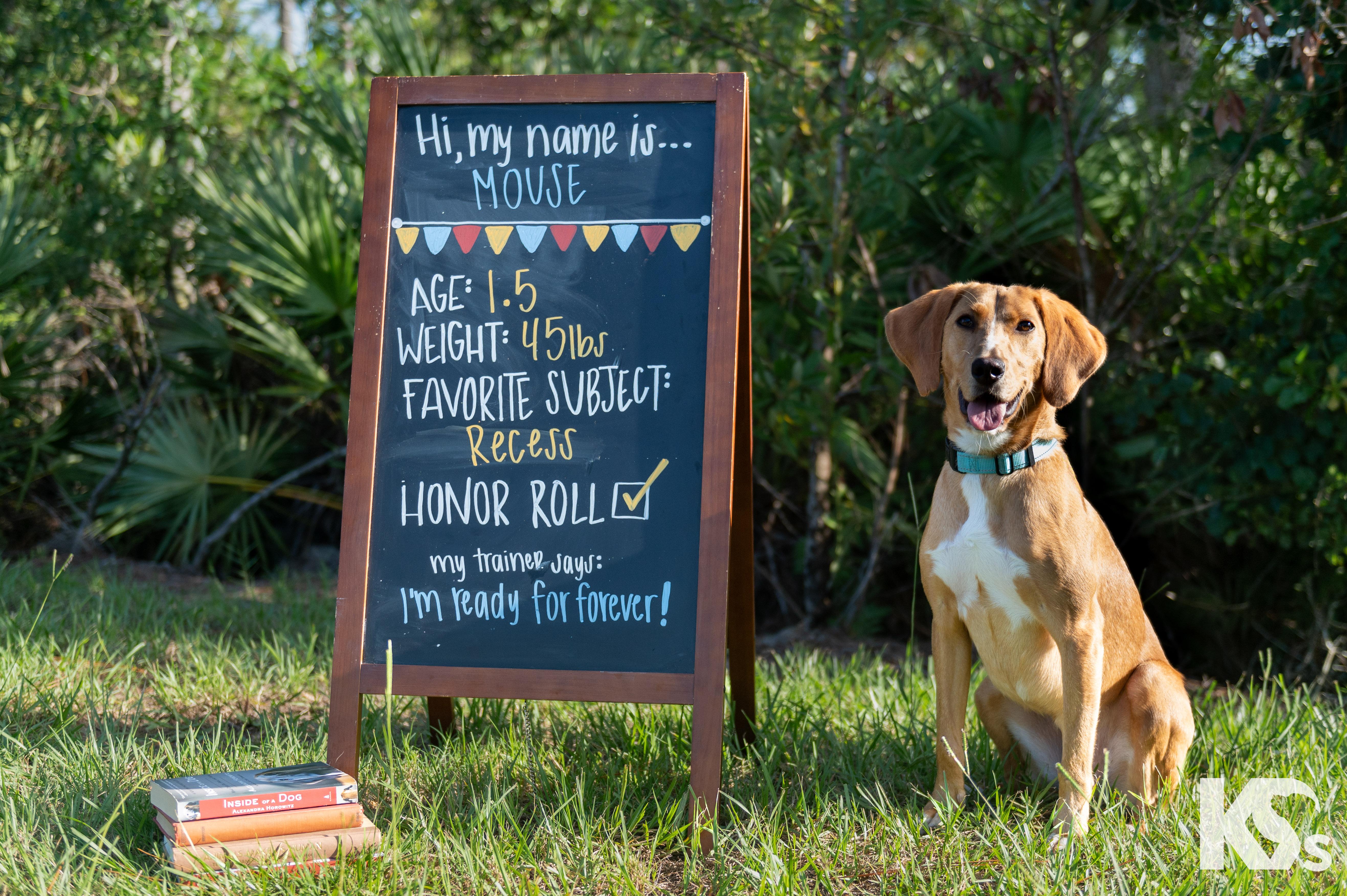 Enlarge Mouse, a Adoptable mixed breed in Ponte Vedra, FL image 5/6