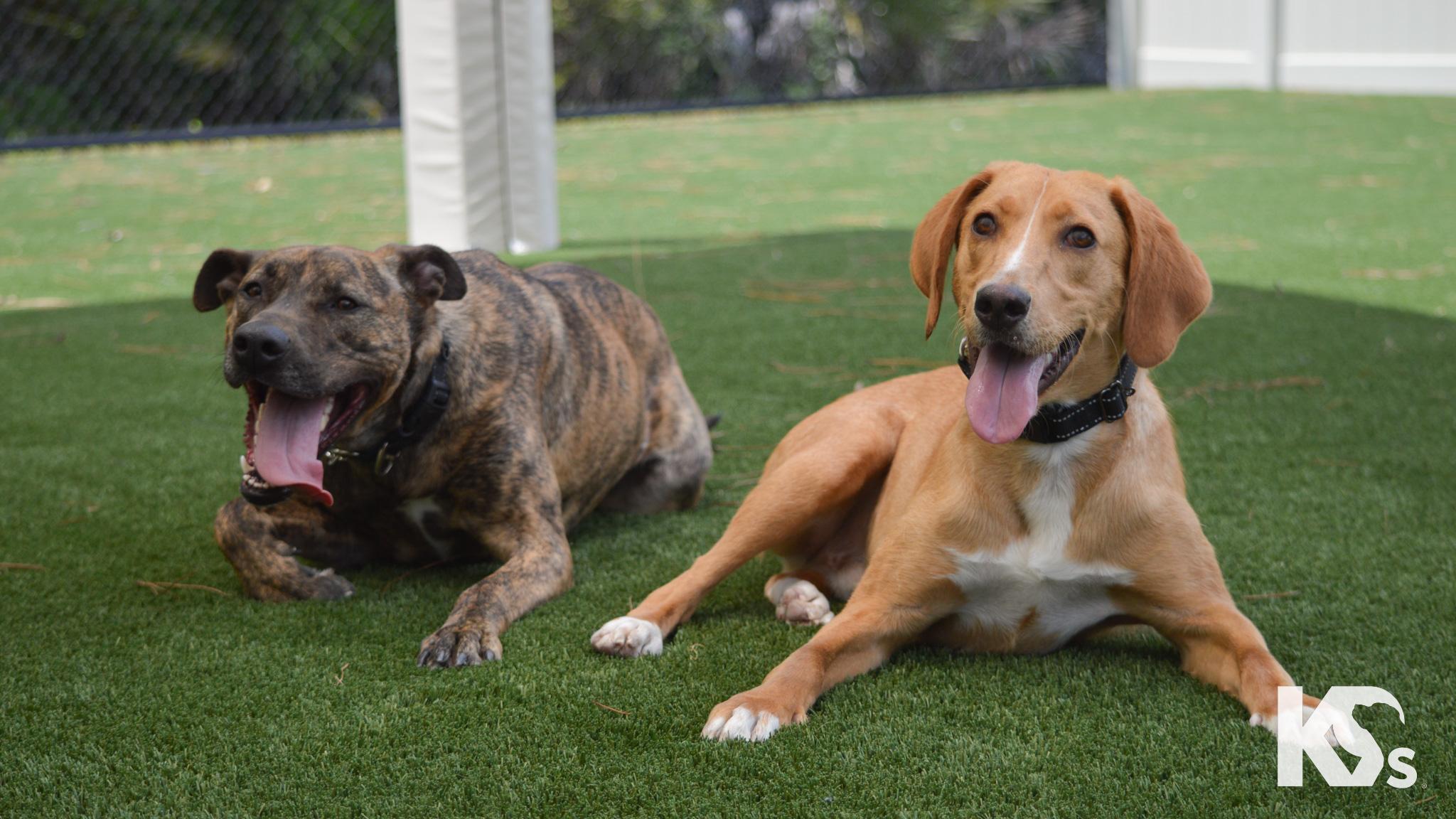Mouse, a Adoptable mixed breed in Ponte Vedra, FL image 4/6