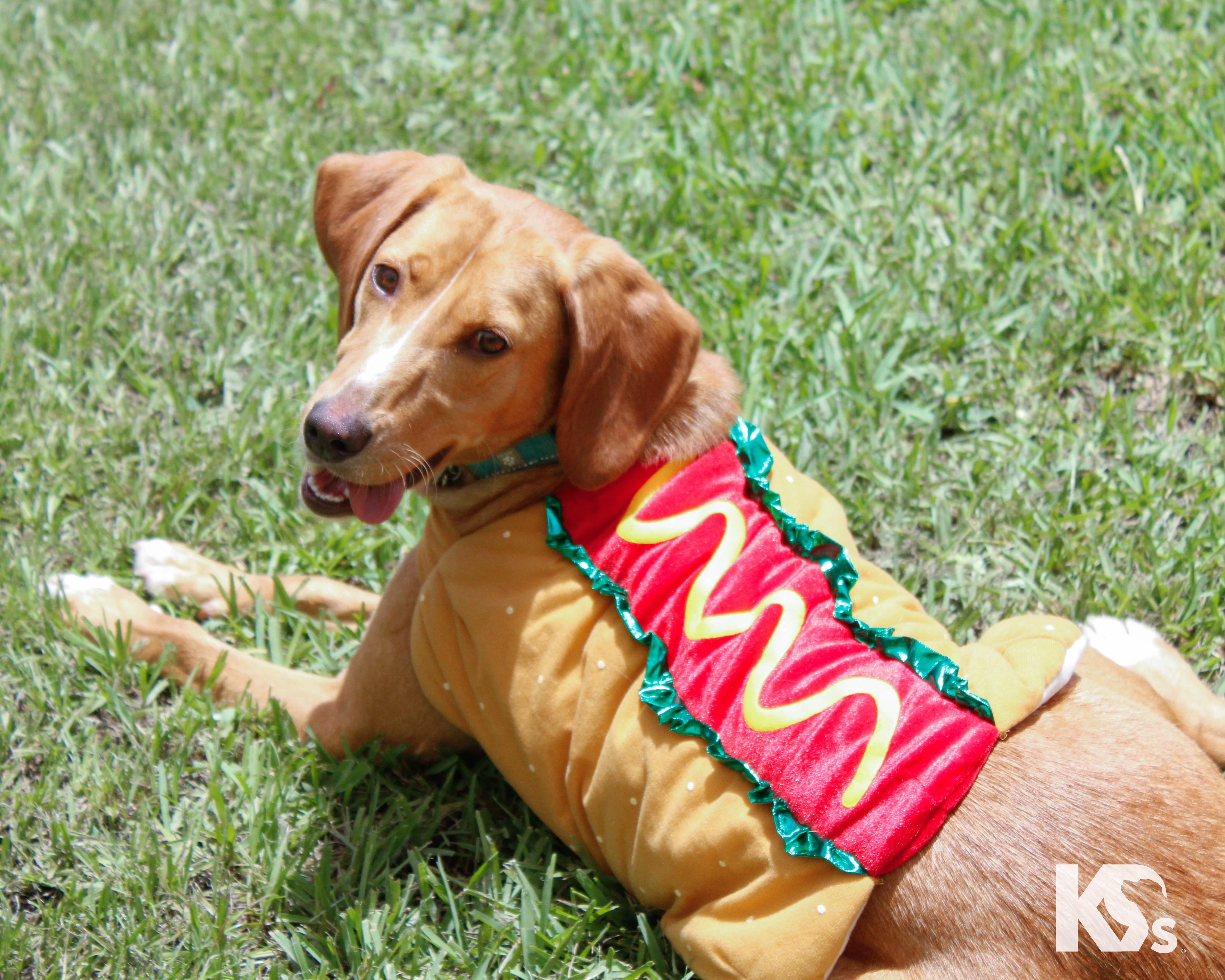 Mouse, Adoptable, Young Male Beagle & English Foxhound.