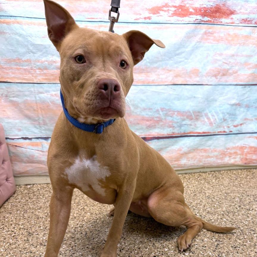 Patience, Adoptable, Adult Female Pit Bull Terrier.