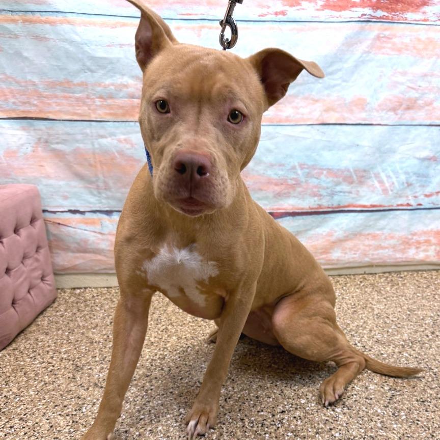 Patience, a Adoptable Pit Bull Terrier in Cheyenne, WY image 2/2
