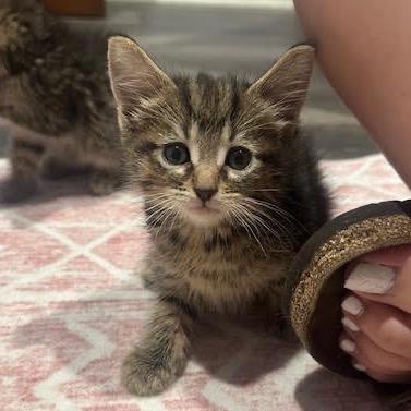 Enlarge Chai, a Adoptable Domestic Short Hair in Madison, WI image 1/6