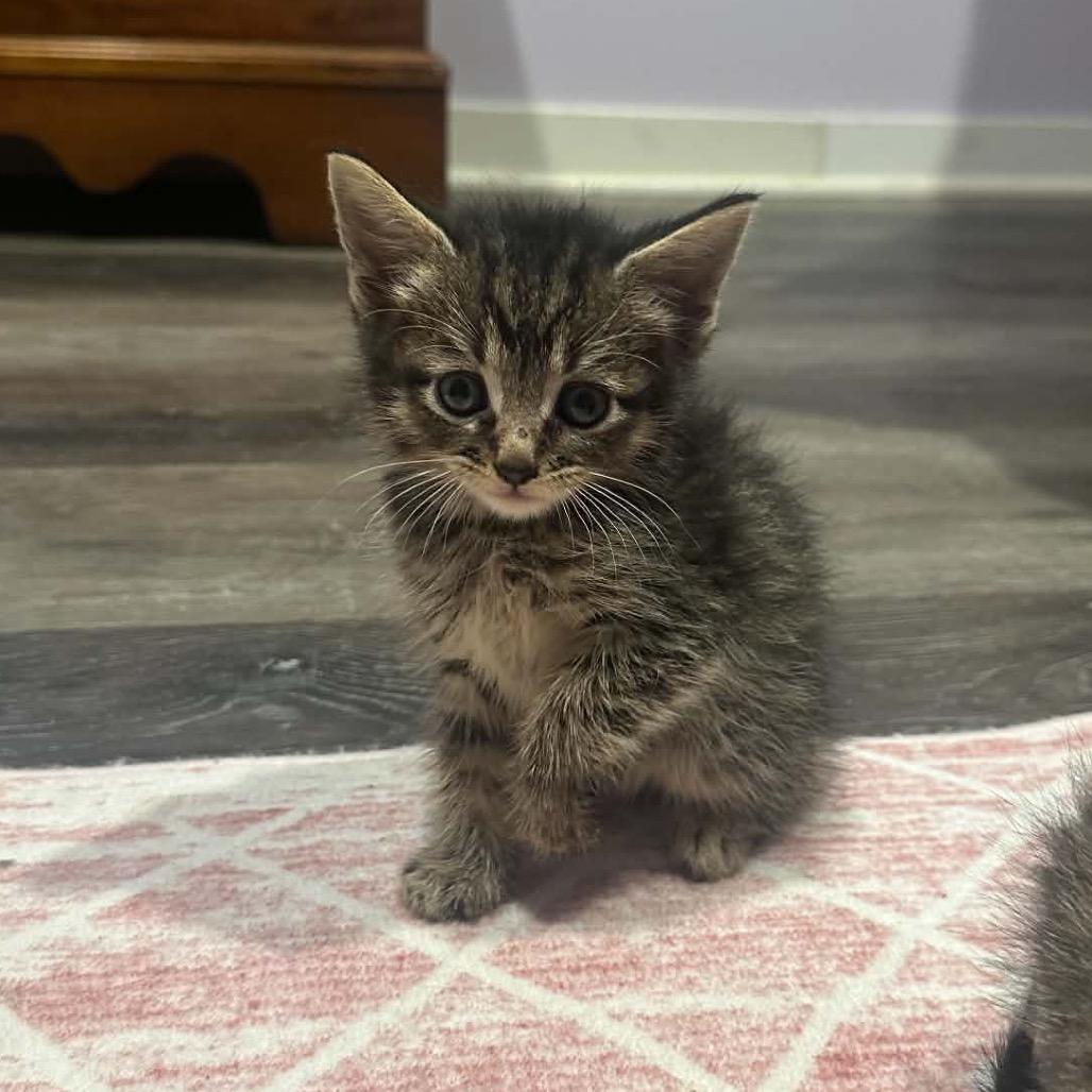 Enlarge Chai, a Adoptable Domestic Short Hair in Madison, WI image 4/6