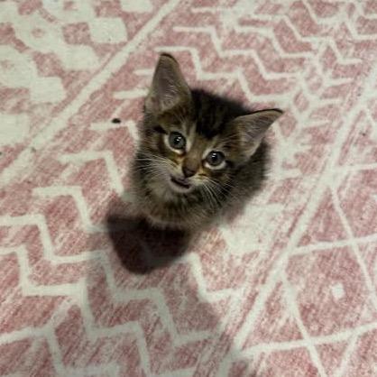 Enlarge Chai, a Adoptable Domestic Short Hair in Madison, WI image 5/6