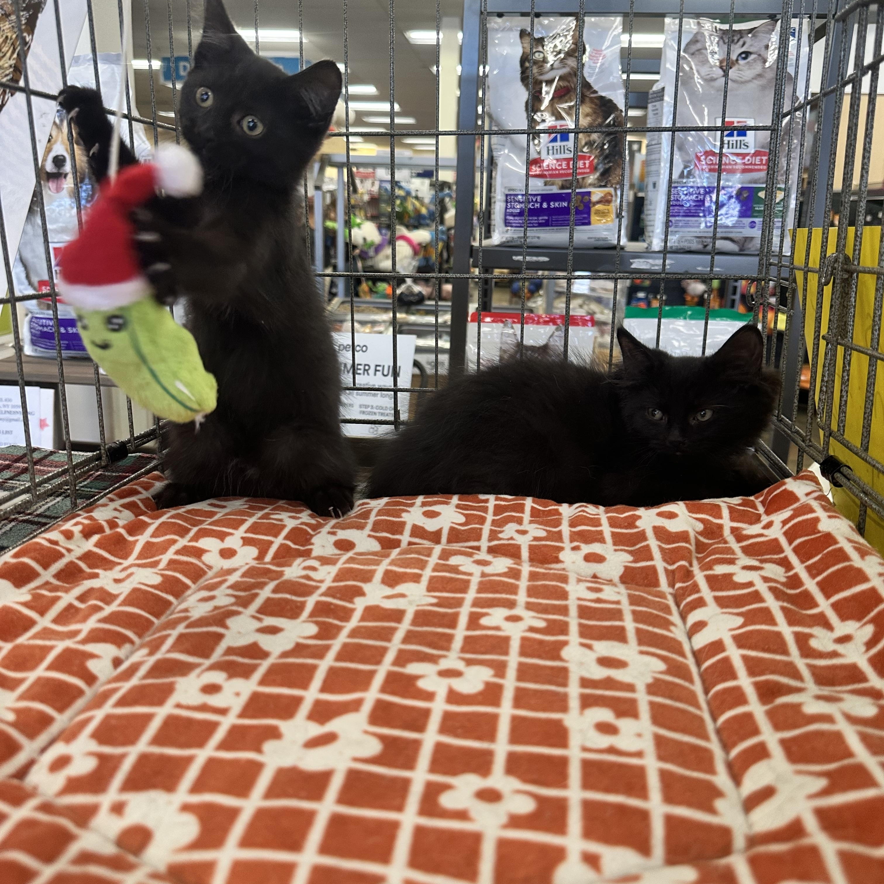 Sable, Adopted, Kitten Female Domestic Long Hair.