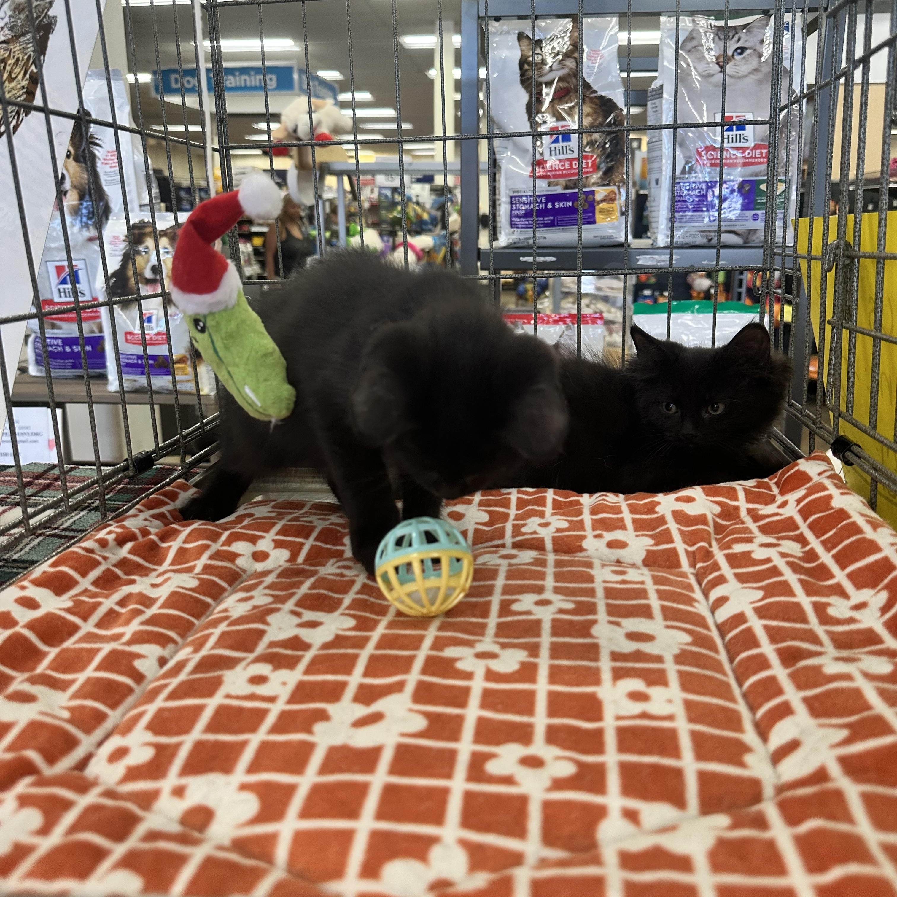 Enlarge Sable, a Adopted Domestic Long Hair in Valhalla, NY image 2/2