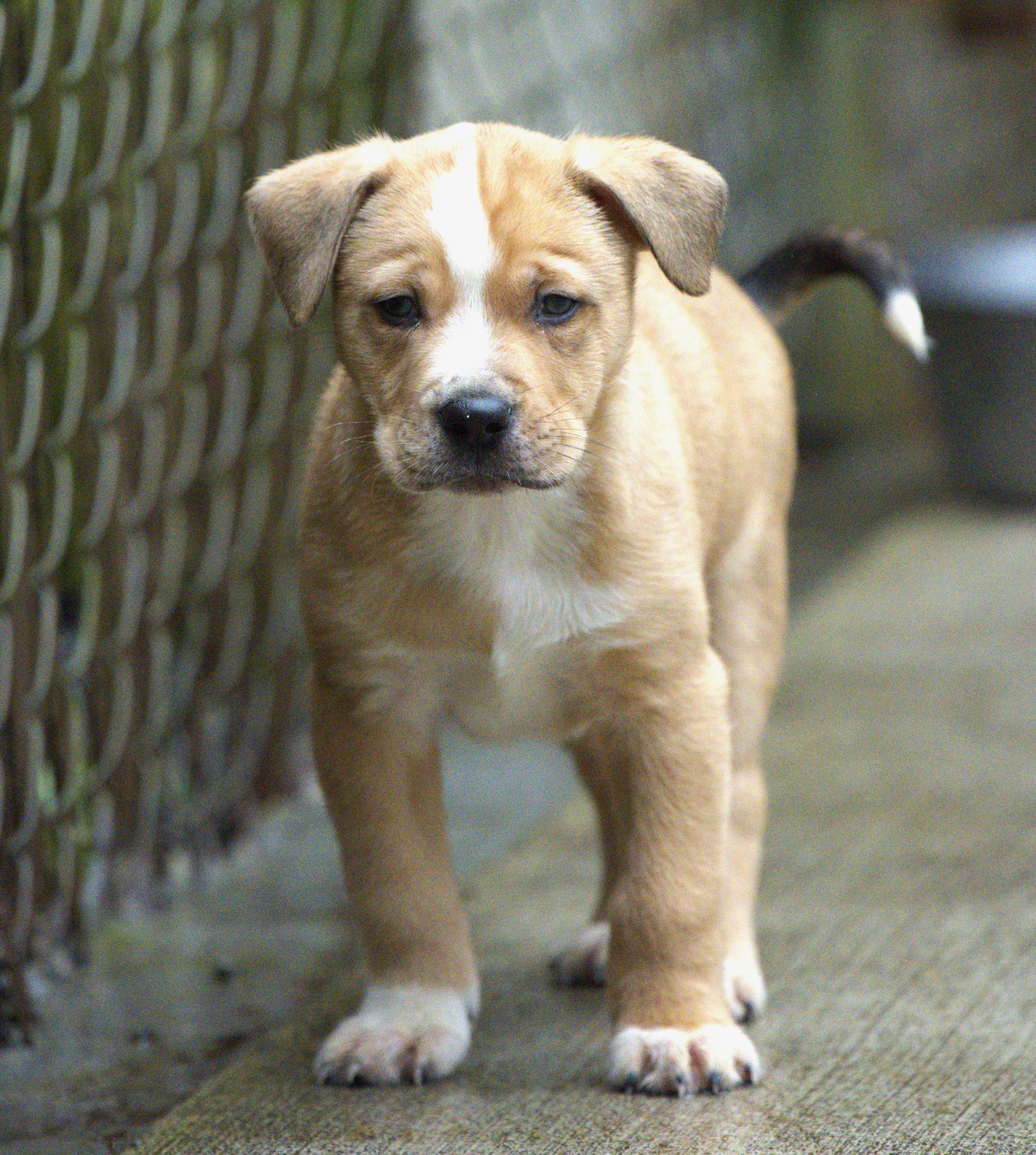 Enlarge Nacho, a Adoptable mixed breed in Hoquiam, WA image 4/5