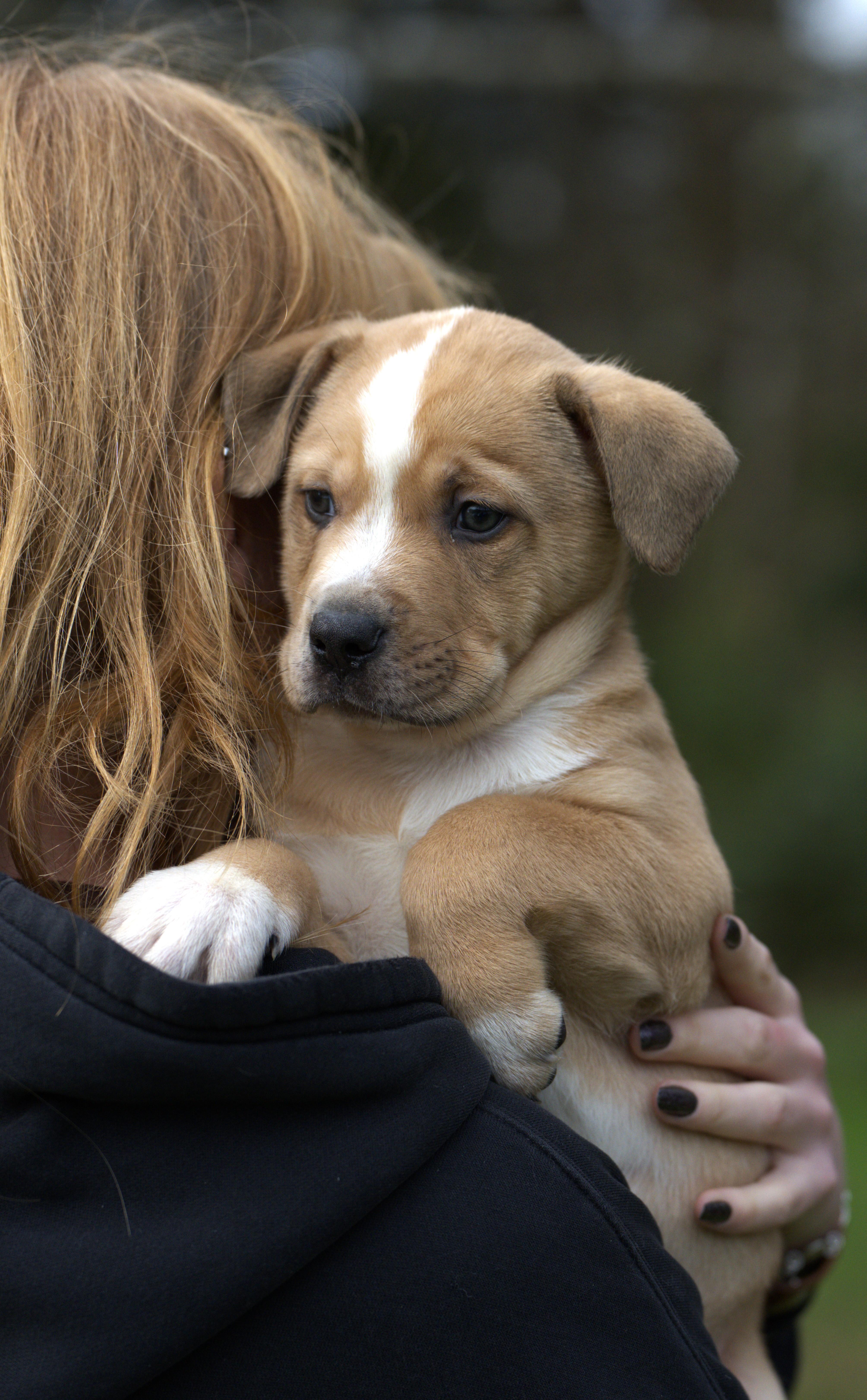 Enlarge Nacho, a Adoptable mixed breed in Hoquiam, WA image 2/5