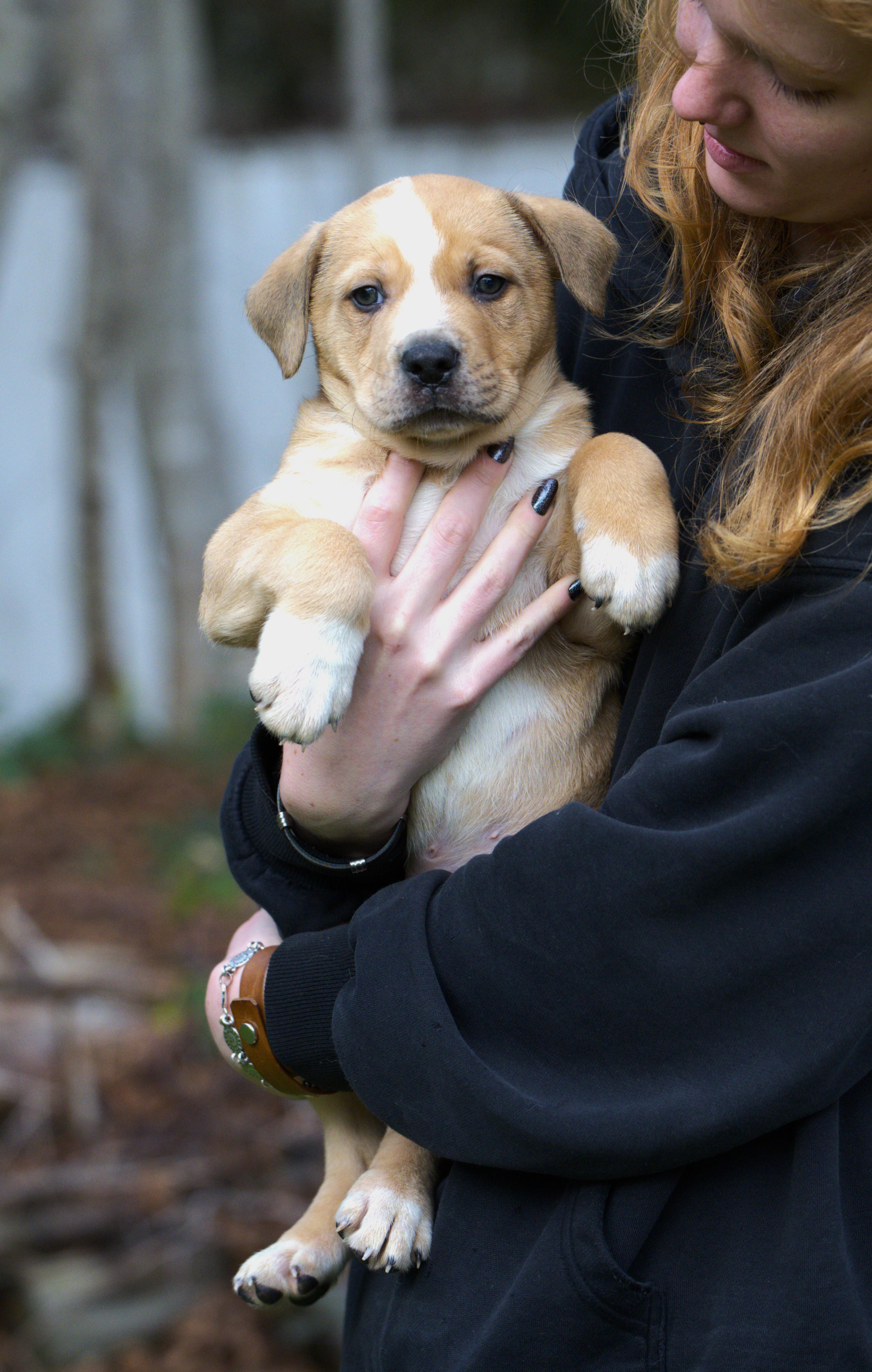 Enlarge Nacho, a Adoptable mixed breed in Hoquiam, WA image 3/5