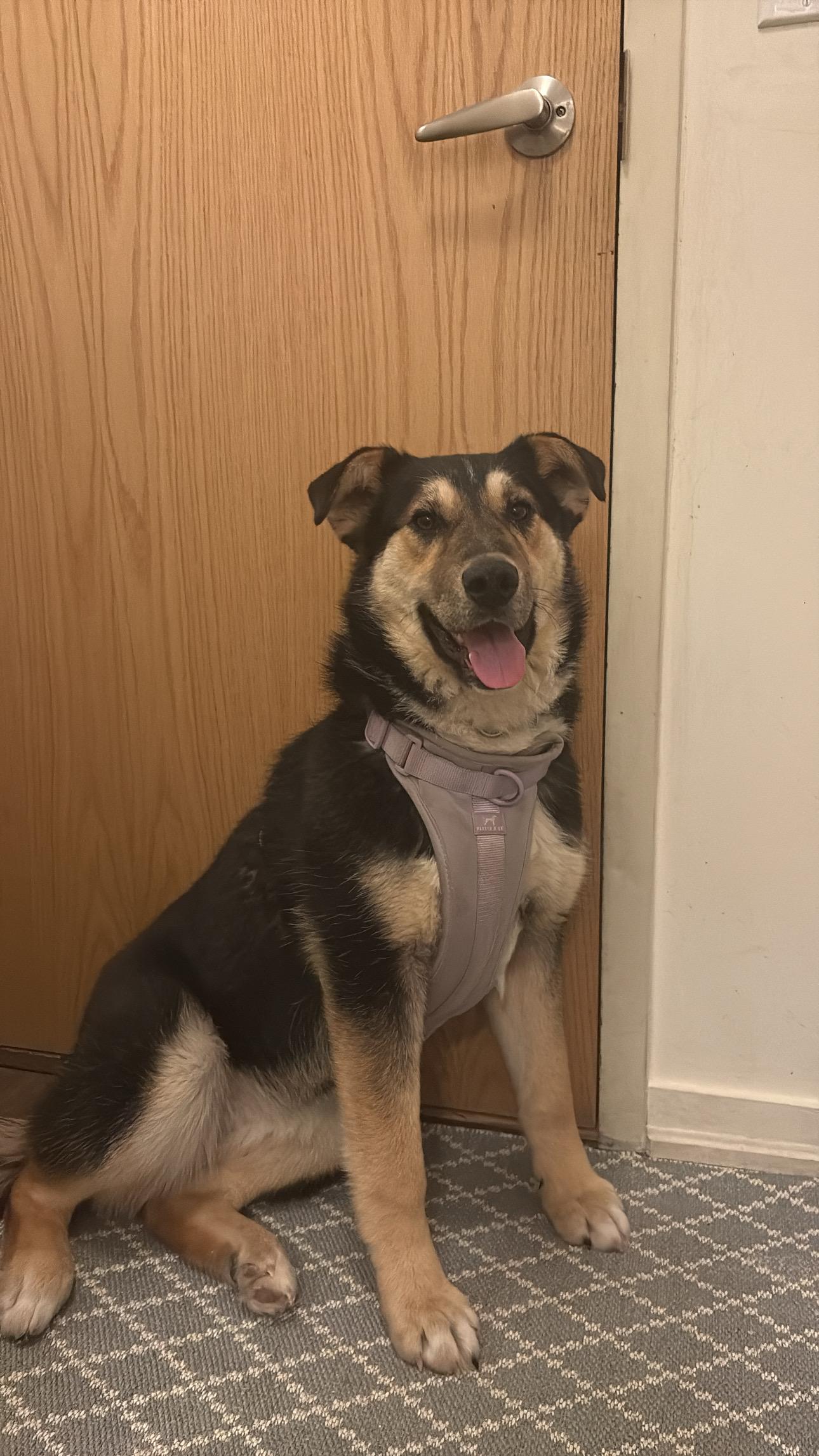 Enlarge Millie, a ADOPTABLE mixed breed in Oakville, ON image 4/6