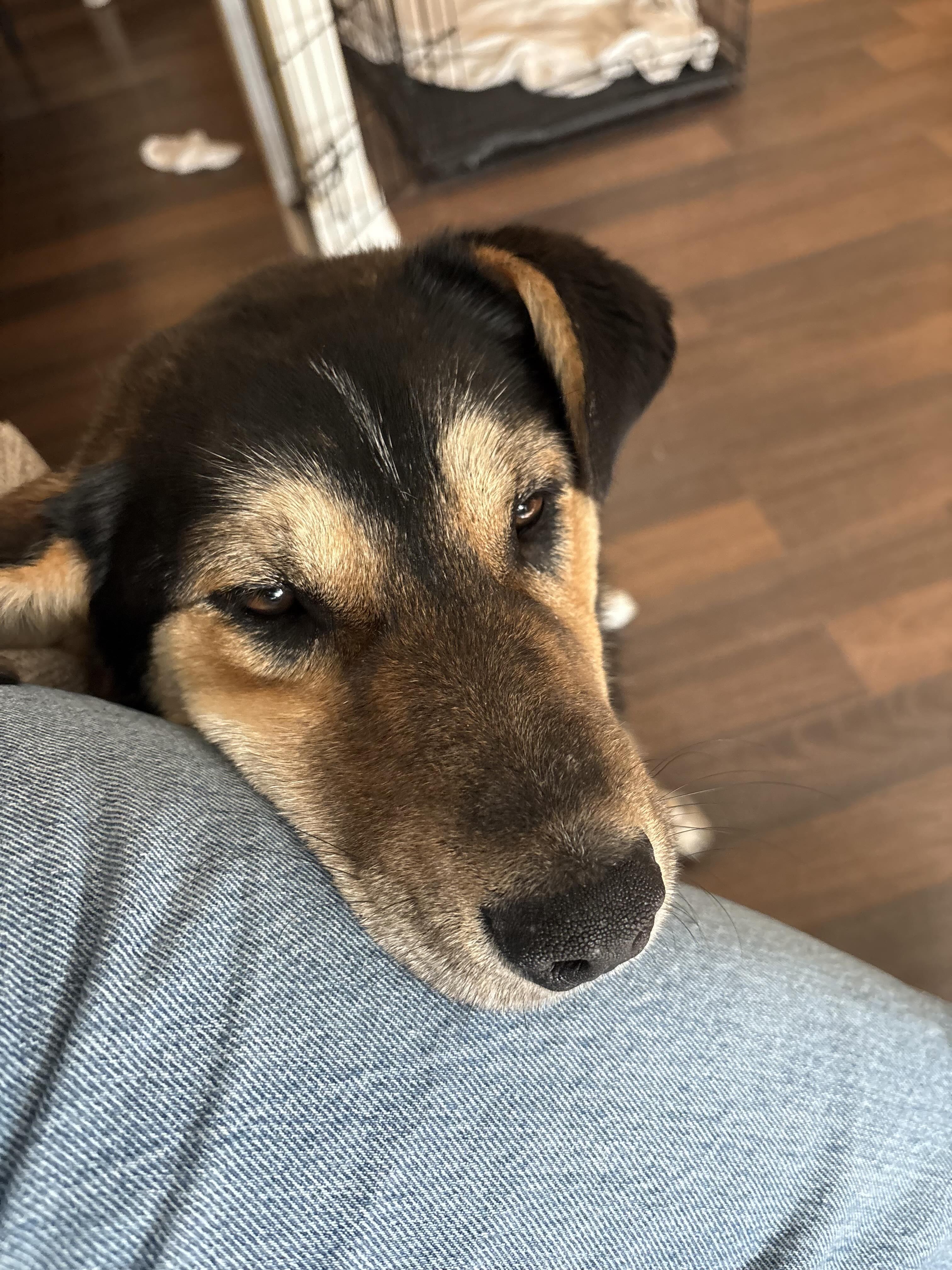 Enlarge Millie, a ADOPTABLE mixed breed in Oakville, ON image 2/6