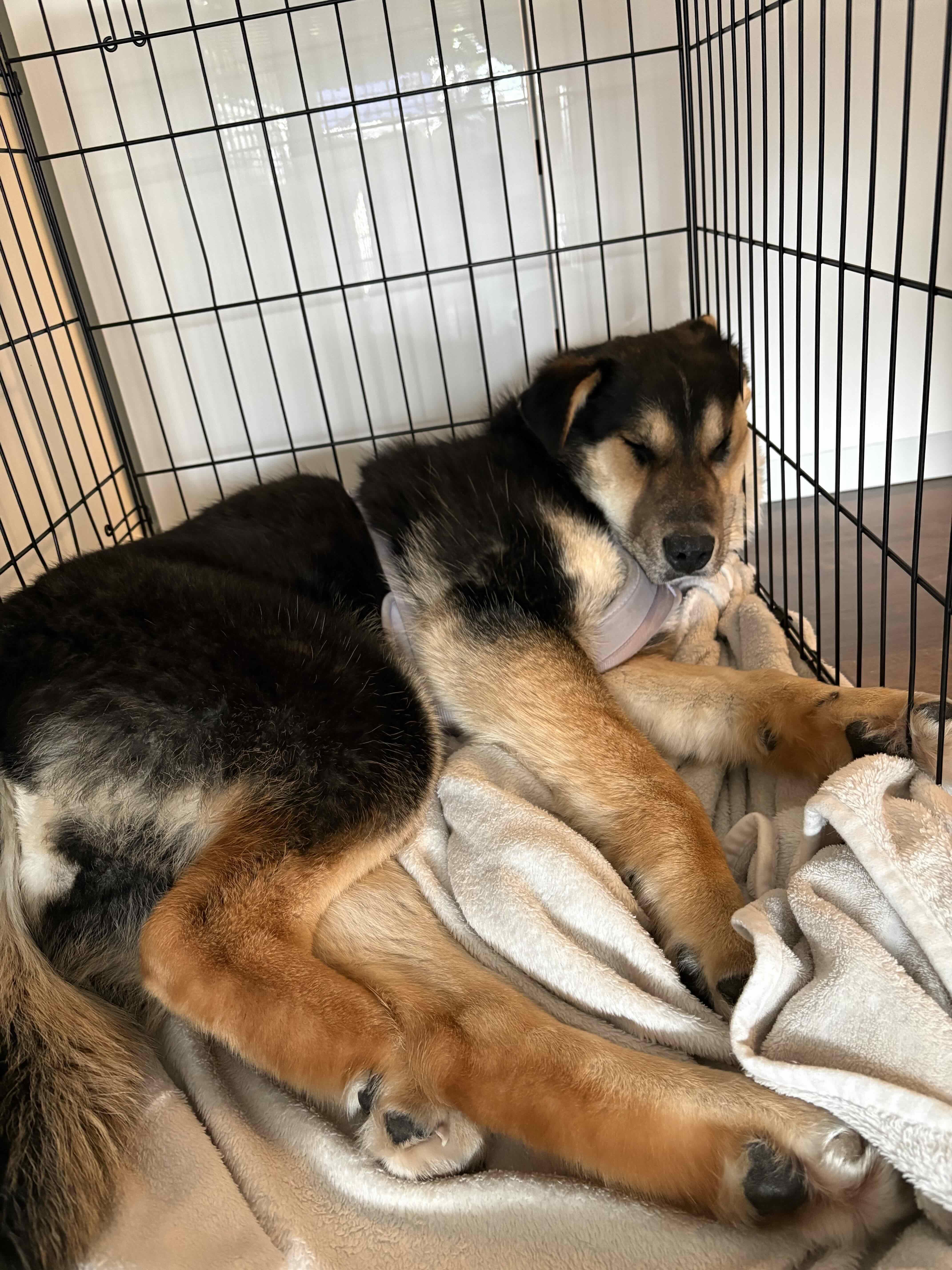 Enlarge Millie, a ADOPTABLE mixed breed in Oakville, ON image 5/6