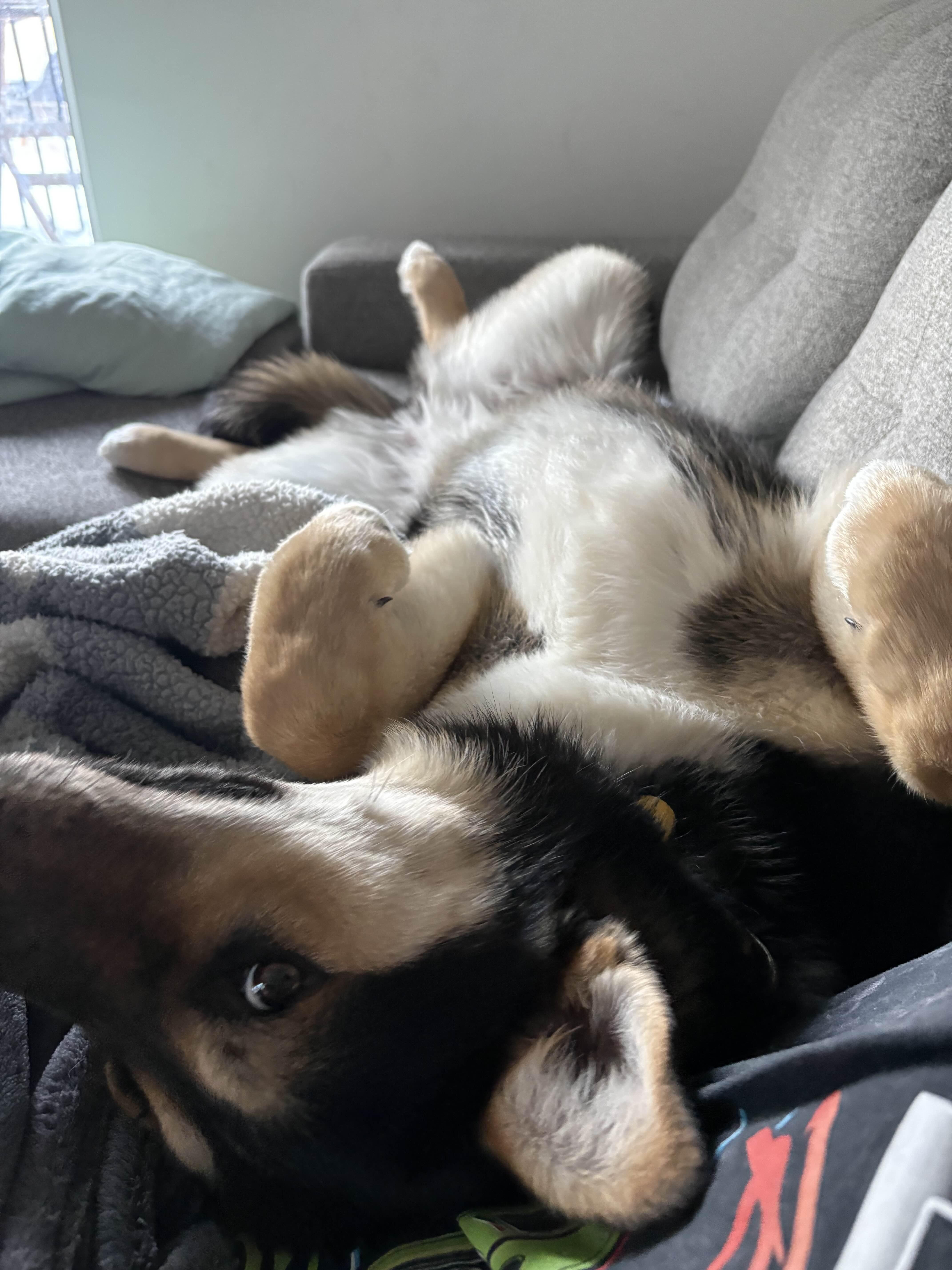 Enlarge Millie, a ADOPTABLE mixed breed in Oakville, ON image 3/6