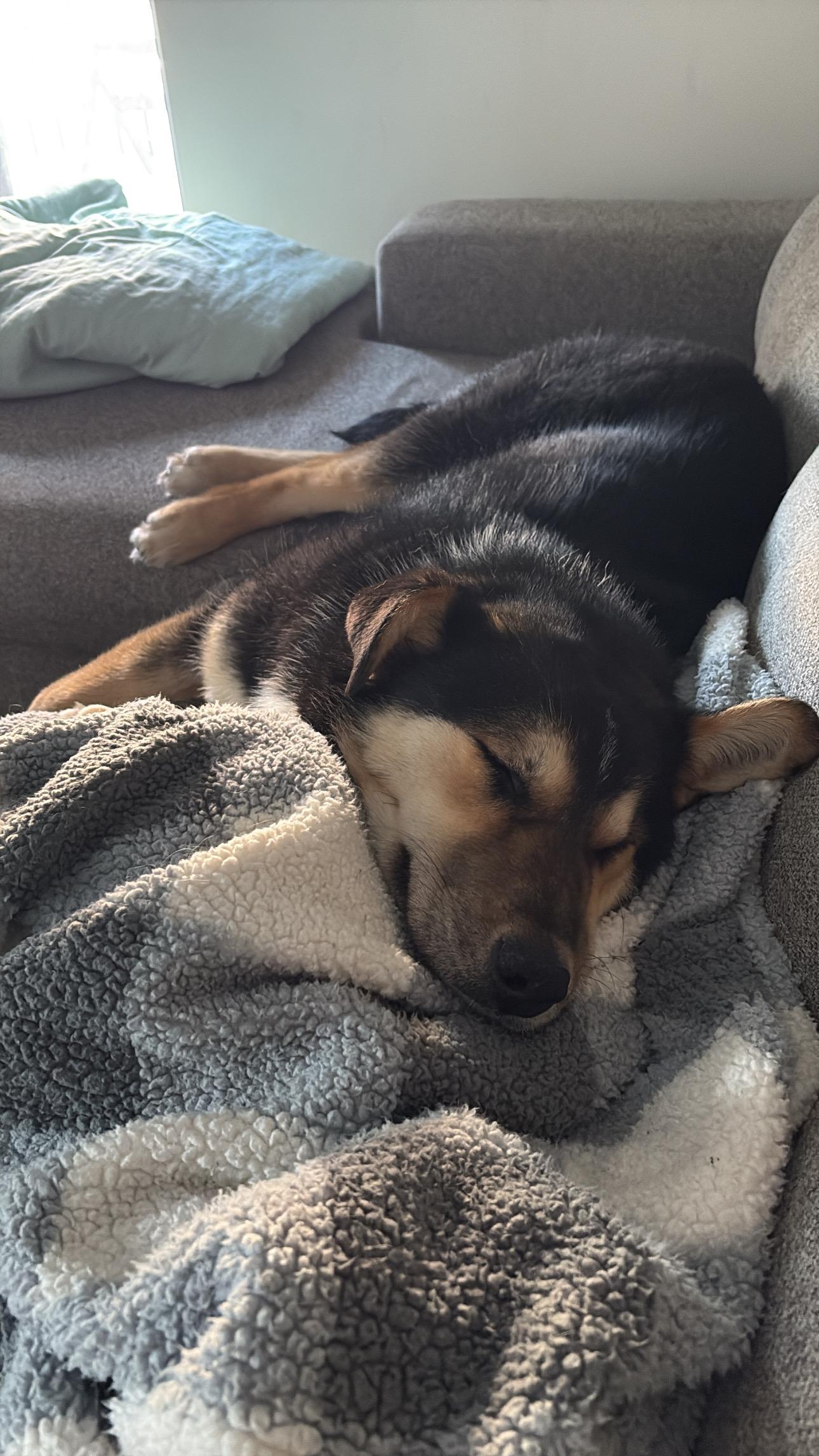 Enlarge Millie, a ADOPTABLE mixed breed in Oakville, ON image 6/6