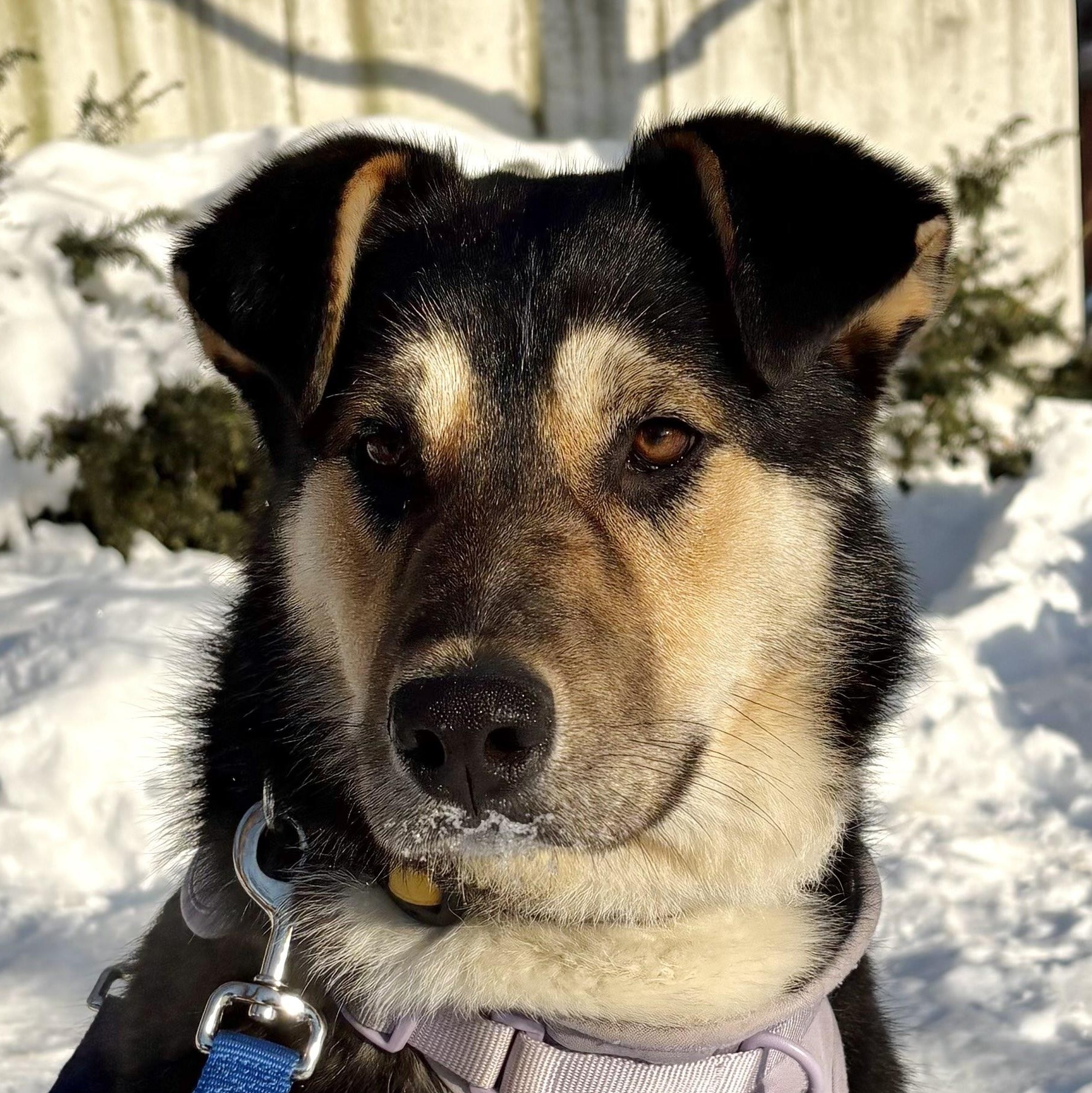 Millie, ADOPTABLE, Young Female Husky.
