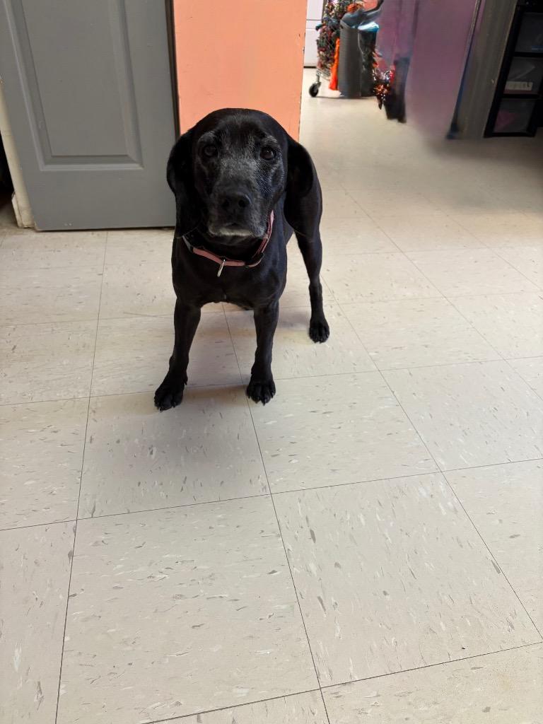 Lucky, a Adoptable mixed breed in Morgantown, KY image 1/2