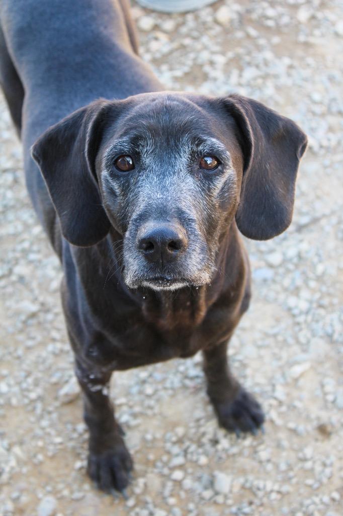 Lucky, a Adoptable mixed breed in Morgantown, KY image 2/2