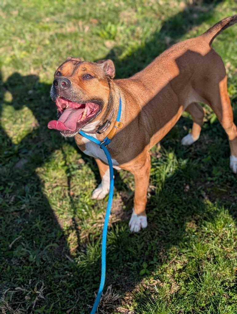 Enlarge Dan, a Adoptable mixed breed in Greenfield, IN image 1/4