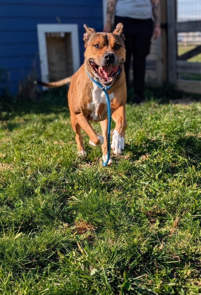 Dan, a Adoptable mixed breed in Greenfield, IN image 1/4