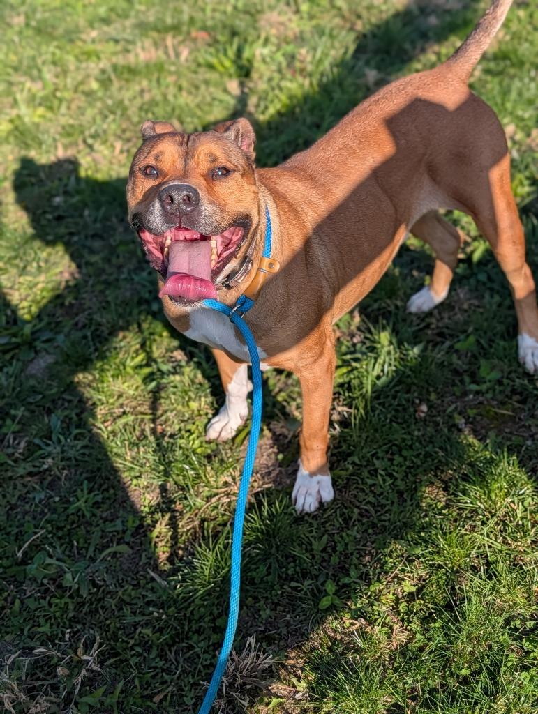 Dan, a Adoptable mixed breed in Greenfield, IN image 2/4