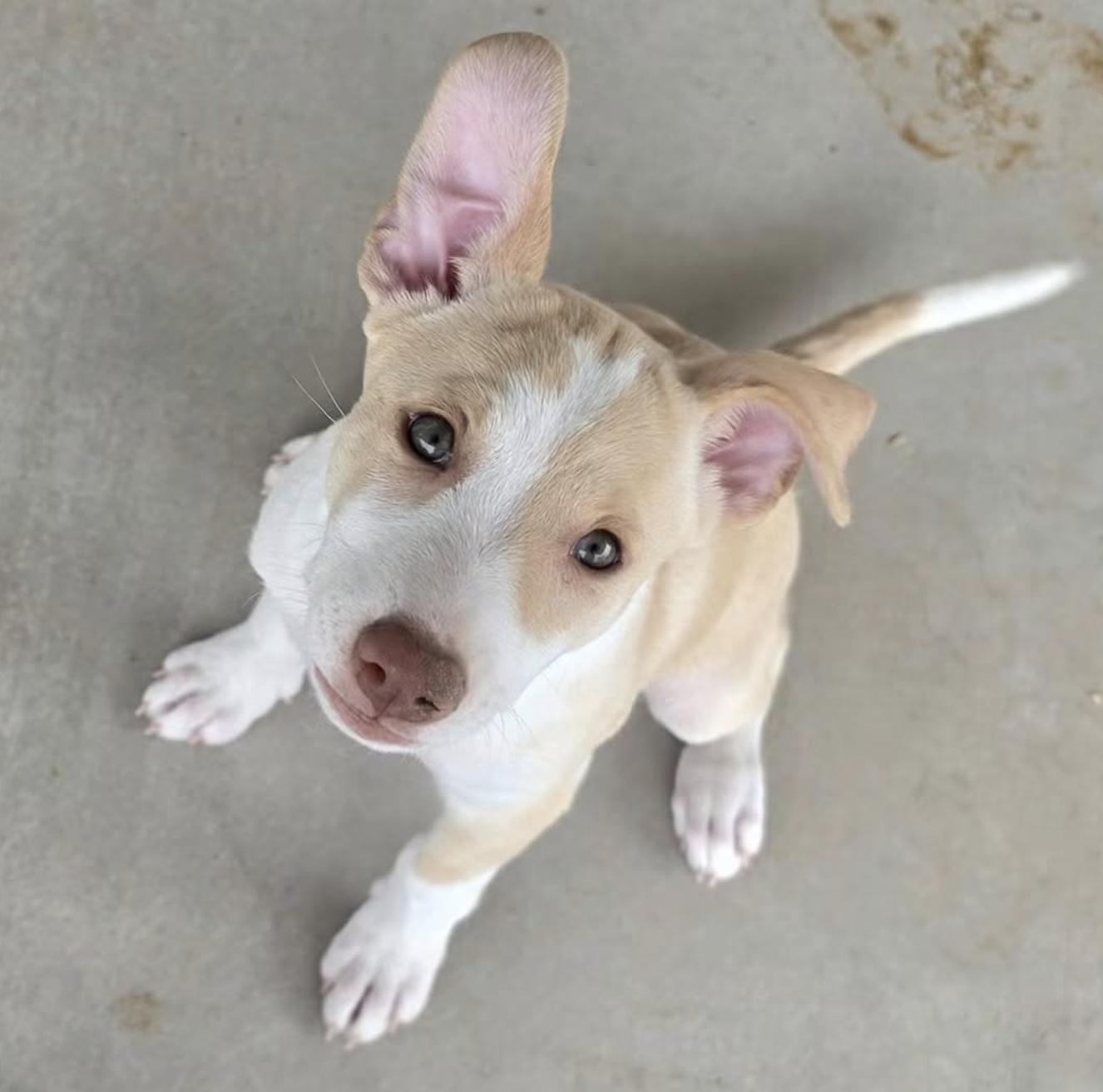 Enlarge Marie, a Adoptable mixed breed in Williamsburg, NM image 6/6