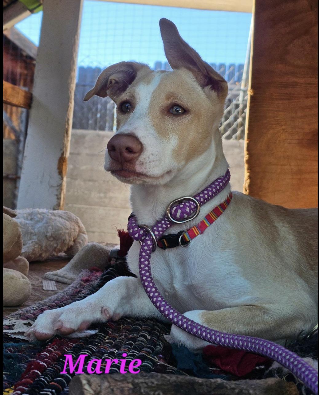 Enlarge Marie, a Adoptable mixed breed in Williamsburg, NM image 4/6
